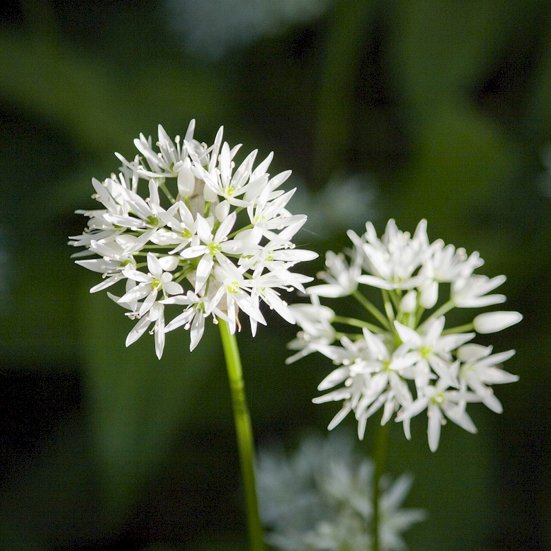Wild Garlic Seeds (Ramsons) - Allium ursinum