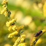 Wild Golden Rod Seeds