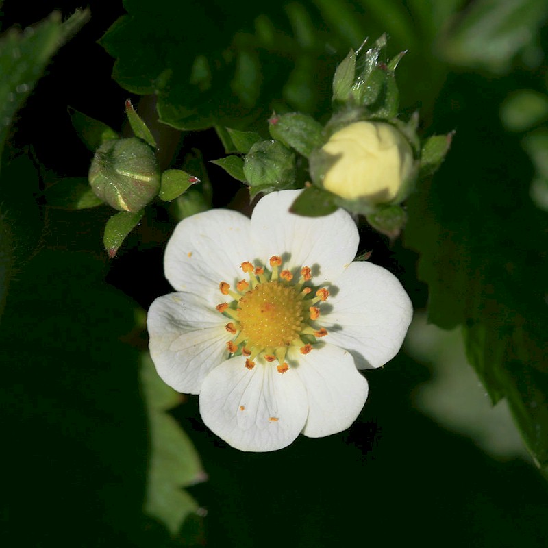 Wild Strawberry Seeds - Fregaria vesca