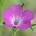 Wild Flower Seeds 