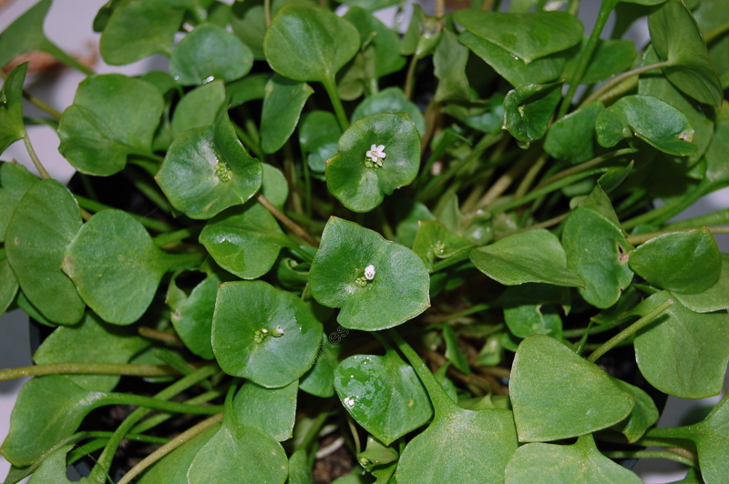 Winter Purslane Seeds (Claytonia perfoliata)