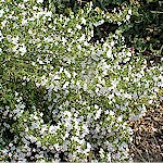 Winter Savory Seeds