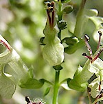 Wood Sage Seeds