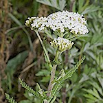 Yarrow Seeds