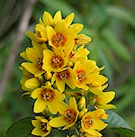 Yellow Loosestrife Seeds