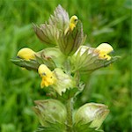 Yellow-Rattle Seeds